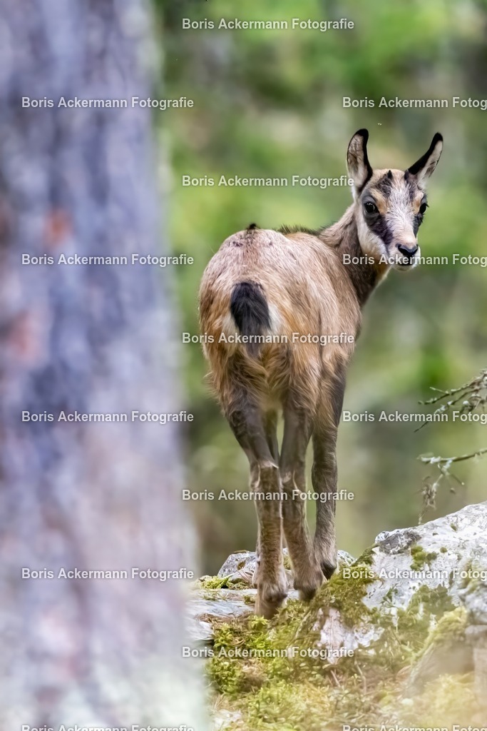 1M5A1709 | FineArtPrint, Hahnemühle, FeeGalerie, Fee Galerie, Fotokunst, Fotografie, Canonphotography, Bergfoto, Matterhorn, Rimpfischhorn, Allalinhorn, Saas-Fee, Wallis, Valais, Switzerland, Bergfotografie