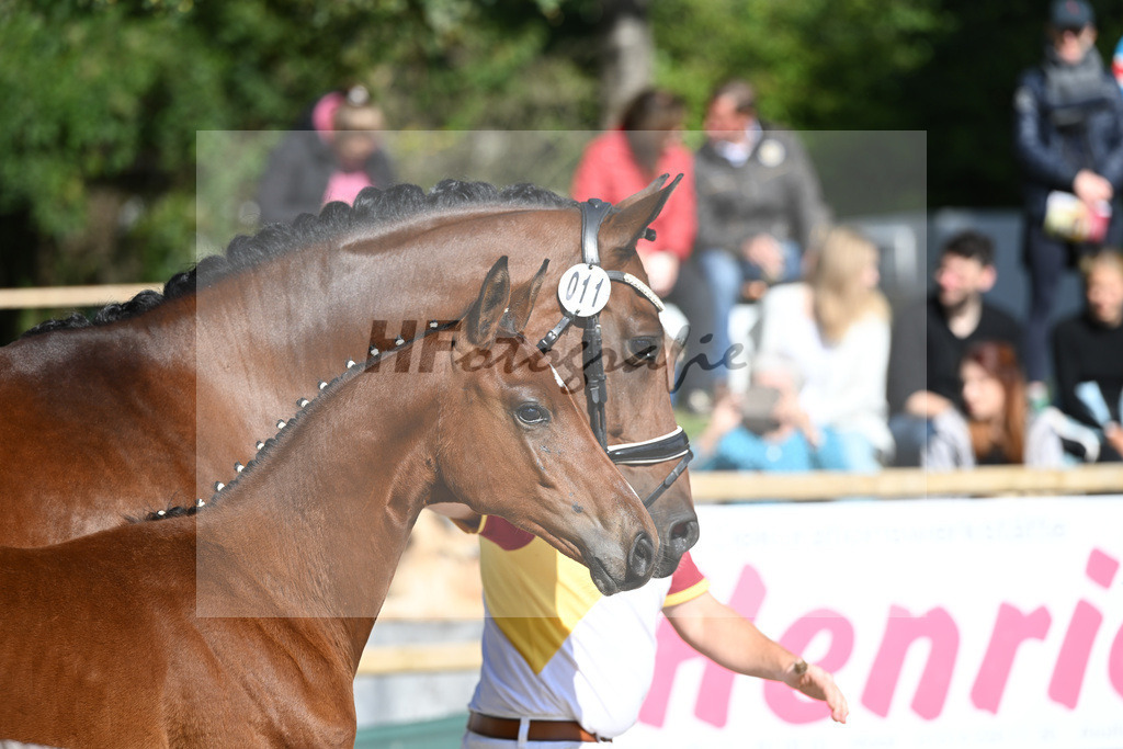 Fohlenauktion Next Chance_49220199 | hf-fotografie - Realisiert mit Pictrs.com