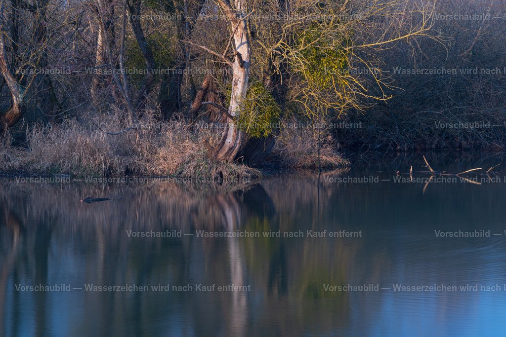 Am Altrhein | Auenlandschaft am Rhein bei Meissenheim - Realisiert mit Pictrs.com