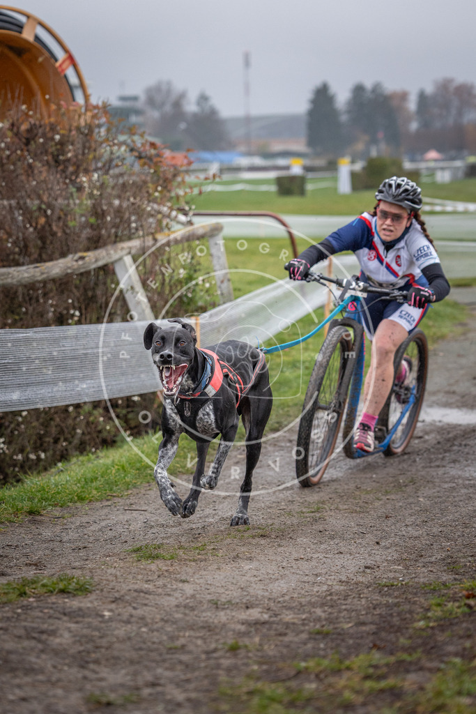 CaniXpix_0L8A0687 | Hundefotografie, Tierfotograf, Pfotenfotografie, Fotoshooting Hund, Hunde Portrait, Hundesport, Hundeportraits, Heideshooting, Hunde, Sportfotograf, Hundefotograf, Turnierhundsport, THS,  - Realisiert mit Pictrs.com