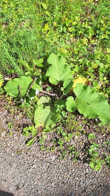 Huflattichblätter | Verkauf von Fotos und  Videoclips zumThema Natur.Motive sind Pflanzen, Tiere, Landschaftenund Wetter - Realisiert mit Pictrs.com