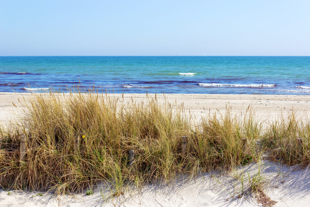 Wandbild: Strandhafer am Strand in Damp | Dieses Wandbild im Querformat zeigt Strandhafer am Sandfang in Damp. Im Hintergrund sind Wellen auf der Ostsee zu sehen. Der blaue Himmel ist wolkenlos.  - Realisiert mit Pictrs.com