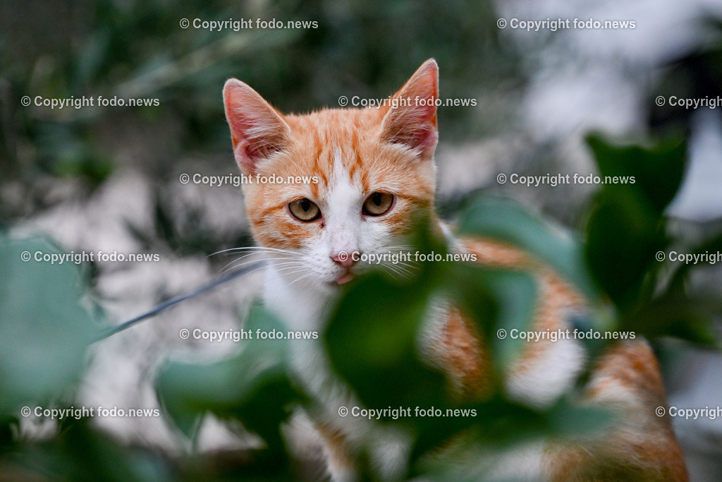 Katze_ Katzen_ 16.10.2024-23 | 16.10.2024, Linz, AUT, Haustier, Katzen, im Bild Haustier, Katze, Katzen, Kater, Stubentiger, Babykatze, Mietze, Fellnase, Tierfotografie, Heimtier