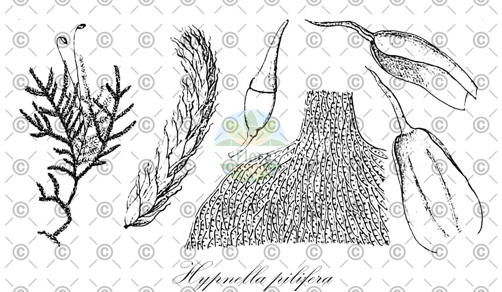 HistAbb_wfo-0001148980_1_ENZY_Simple | Historische Abbildung von Hypnella pilifera - Callicostaceae | Historical Illustration of Hypnella pilifera - Callicostaceae