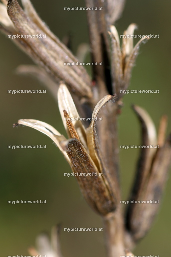 Gemeine Nachtkerze-002 | Das Bilderarchiv über Tiere, Planzen und Landschaften. In der Bilddatenbank finden Sie ein große Auswahl an hochwertigen Bilder für Ihre Werbung - Realisiert mit Pictrs.com