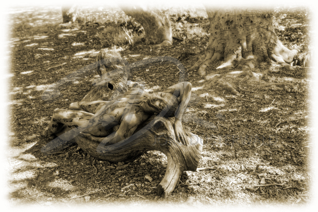 NatureArt-SÜNTELBUCHEN_7174c4 | Dem abgebrochenen Stamm folgend | #007 | Modell: Fee | Foto: Dirk Ludwig - Realisiert mit Pictrs.com