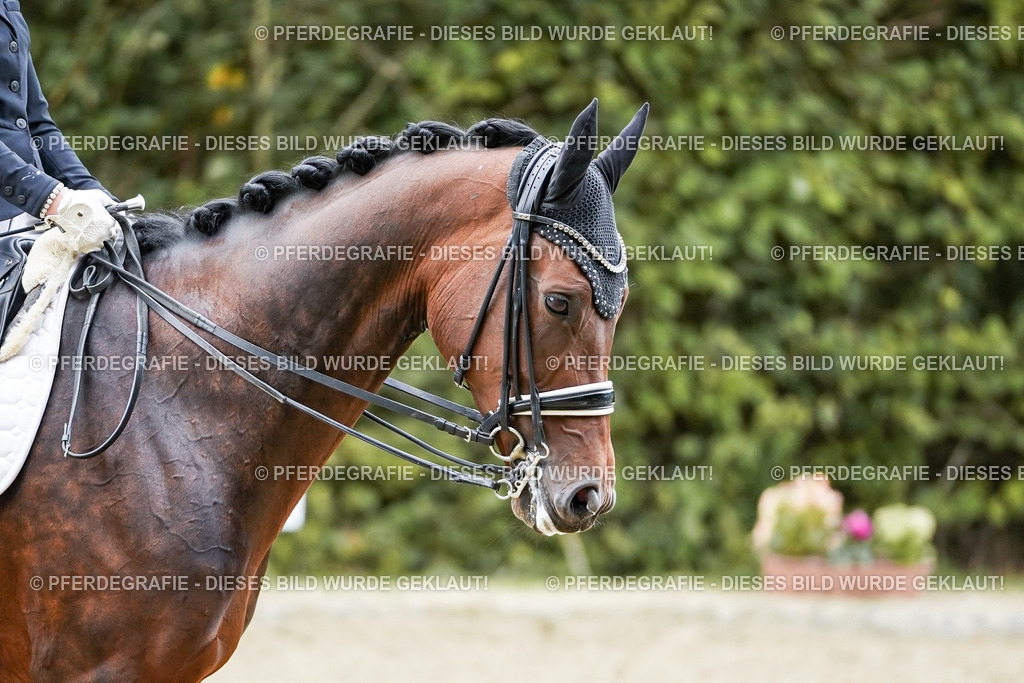 DSC01987 | Pferdegrafie