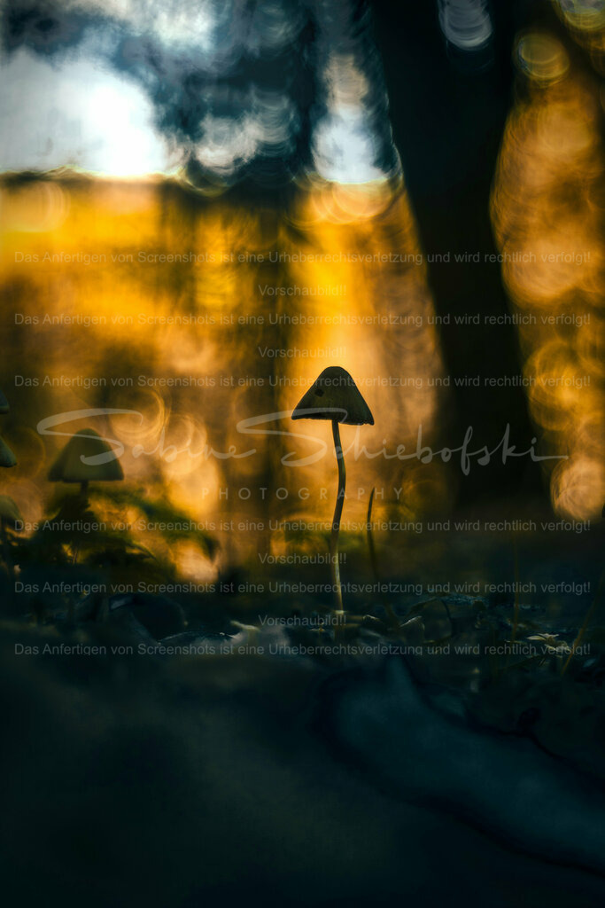 Wandbild Pilz | People- und Tierfotografie, Imageaufnahmen, Veranstaltungsfotografie und Wandbilder aus der Natur ★ Made in Germany ✔️ Druck + Downloads ✔️ Naturfotografie in Top Qualität ★ schneller Versand, weltweite Lieferung! - Realisiert mit Pictrs.com