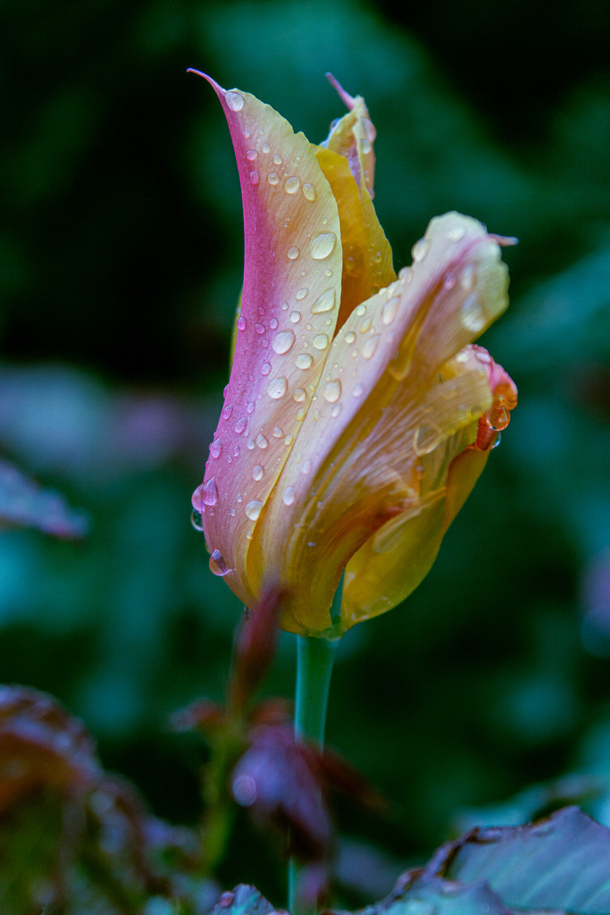 Regentropfen Aufwertung | Fotografie, Kärnten, Kunst, Wolfsberg, Lavanttal, mawe_gallery, Lodiaut_Photography, Wandbild, Poster, Posterdruck, Leinwand, Leinwanddruck - Realisiert mit Pictrs.com