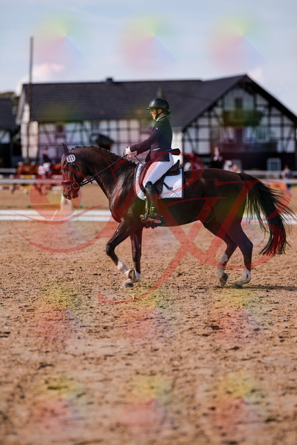 2026_10_03_Siefer-Hof_132608_Z81_79140055 | Professionelle Reitsport-, Turnier- und Eventfotografie von Robert Broda. Galerien mit ausgewählten und bearbeiteten Bildern direkt online ansehen und bestellen.