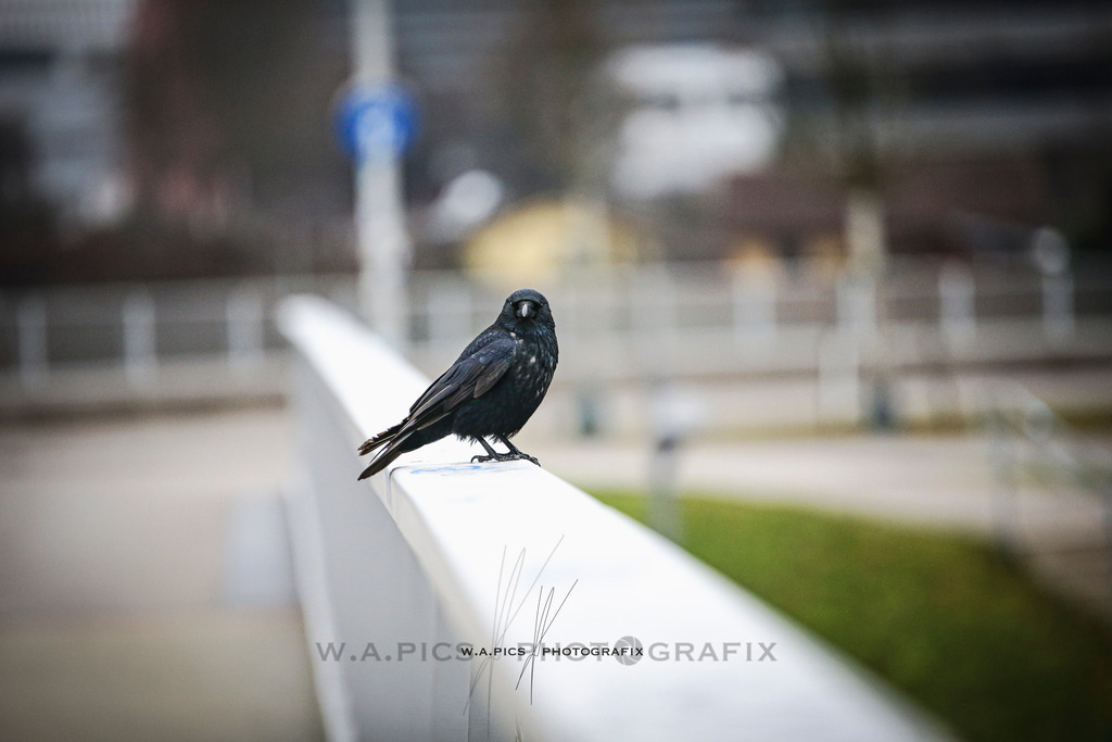 ..... | Linz, AUSTRIA,14. Dezember 25, ALOHA WINTERLAUF DEZEMBER 25 , Image shows: Photo: WAPICS / Andreas Willdoner