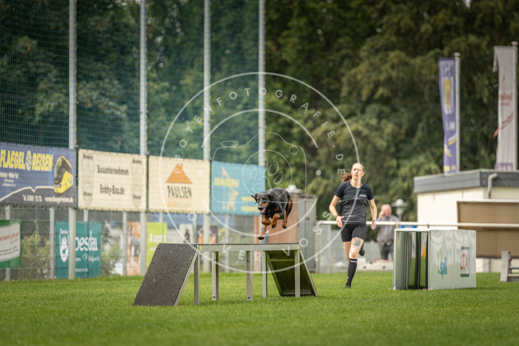 Pfotenfotografie_DV3A1382 | Hundefotografie, Tierfotograf, Pfotenfotografie, Fotoshooting Hund, Hunde Portrait, Hundesport, Hundeportraits, Heideshooting, Hunde, Sportfotograf, Hundefotograf, Turnierhundsport, THS,  - Realisiert mit Pictrs.com