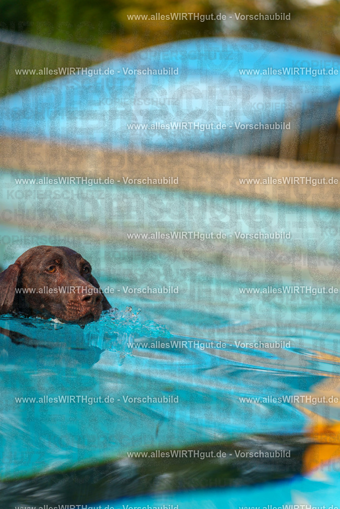 Hundeschwimmen_Grefrath_2026-allesWIRTHgut_Tierfotografie-09_11-7R502189 | Professionelle Tierfotografie in Mönchengladbach von Daniel Wirth (allesWIRTHgut). Liebevolle & natürliche Bilder von Hunden & Katzen für unvergessliche Erinnerungen.