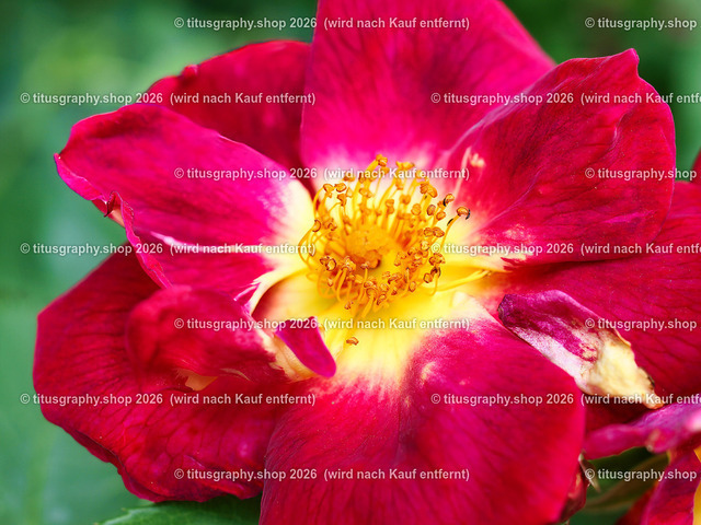 titusgraphy_P7193521-vz-ln | titusgraphy-shop: Geschenkideen mit Qualitätsfotos. titusgraphy-shop: gift ideas with quality photos. titusgraphy-shop: idées cadeaux avec photos de qualité.  - Realisiert mit Pictrs.com