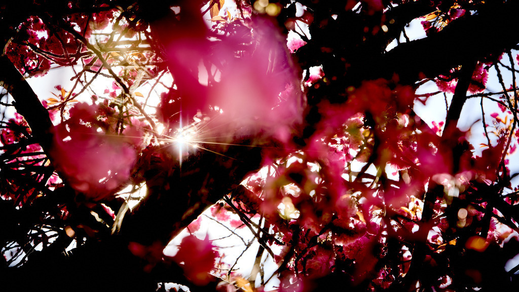 Kirchblüten mit Sonnenstrahl | kleinen-fotografie