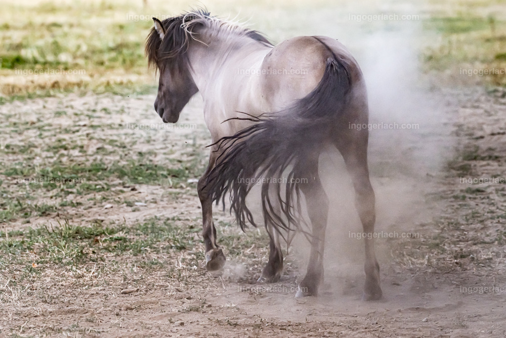 NZ9_9579 | Betzdorf(Deutschland Der deutsche Naturfotograf  Ingo Gerlach/69 aus Betzdorf in Deutschland war Anfang August 2022 auf dem Weg zu „seiner“ Herde mit Islandhengsten. Diese Herde mit rund 14 Hengsten fotografiert Gerlach bereits seit mehreren Jahren. Diesmal wollte der Naturfotograf schauen wie es den Hengsten geht. Es war der heißeste August seit Beginn der Wetteraufzeichnung. Das Thermometer zeigte an diesem Vormittag bereits 38 Grad an. Die Hitze würde sicherlich auch den Tieren zu schaffen machen. Als Gerlach an der sehr weiträumigen Weide ankam sah er schon die Staubwolken. Schnell positionierte er die Nikon Z9 mit dem Superzoom 180 bis 400mm und einschwenkbarem Konverter auf seinem Stativ. Schnell hatte er die ersten Bilder auf der Speicherkarte. Das Verhalten der Hengste war typisch für die Isländer. Sie wälzten sich im Staub um lästiges Ungeziefer los zu werden. Zudem kühlte die Staubschicht auf der Haut auch ein wenig. Obwohl reichlich Staub vorhanden war, kämpften die Hengste immer wieder um den besten und staubigsten Platz.  Dadurch das der Staub in die Höhe ging ergaben sich „herrliche Fotos. Als der Fotograf seine Bilder im Kasten hatte checkte er noch ob die Hengste auch genügend Wasser zur Verfügung hatten, Hatten sie. Ein Brunnen lieferte das lebensnotwendige Nass. 