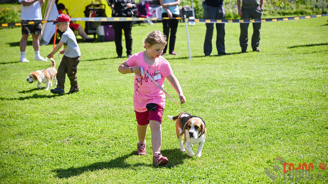 Beagle Club Schweiz  | Beagle Club Schweiz, 45 Jahre in Menziken 2025 Foto: Leo Wyden