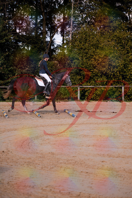 2026_10_03_Siefer-Hof_144830_Z81_25834660 | Professionelle Reitsport-, Turnier- und Eventfotografie von Robert Broda. Galerien mit ausgewählten und bearbeiteten Bildern direkt online ansehen und bestellen.
