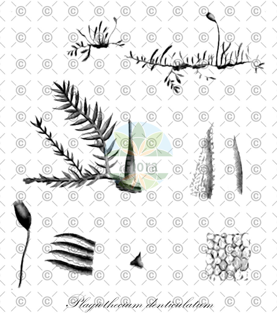 HistAbb_EMP_127972_1_SIMPLE | Historische Abbildung von Plagiothecium denticulatum - Plagiotheciaceae | Historical Illustration of Plagiothecium denticulatum - Plagiotheciaceae