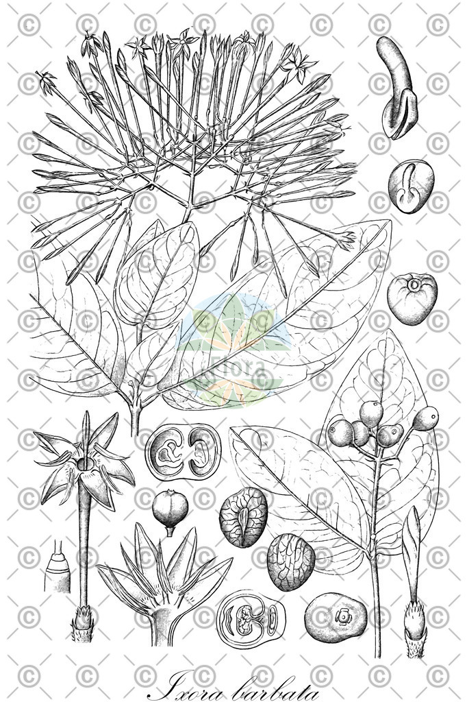 HistAbb_wfo-0000219156_1_ENZY_Simple | Historische Abbildung von Ixora barbata - Rubiaceae | Historical Illustration of Ixora barbata - Rubiaceae