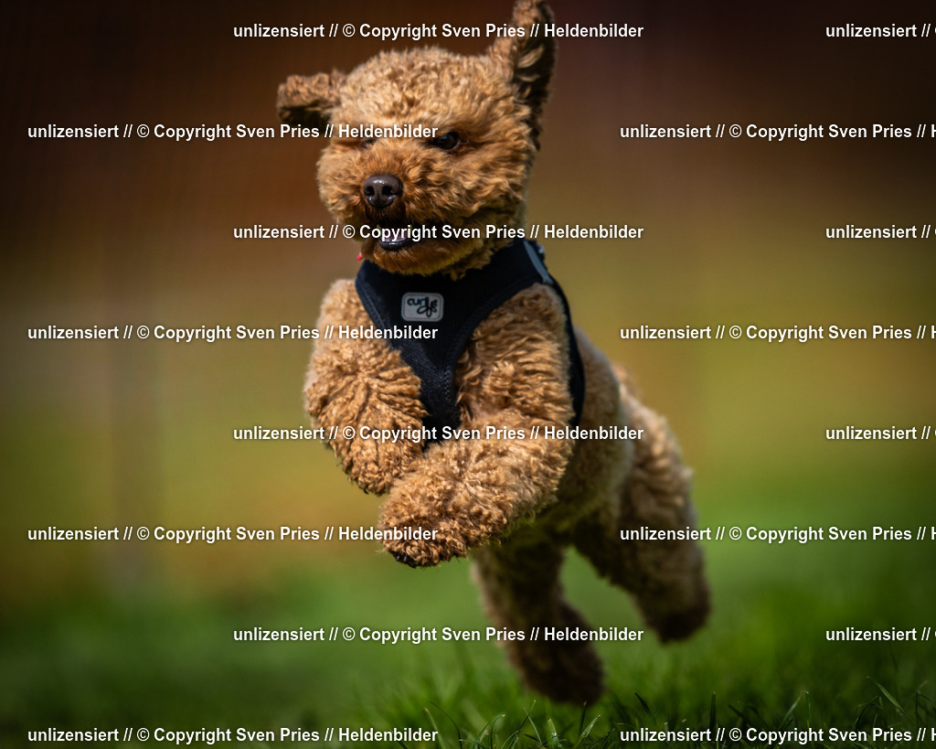 Sven Pries | 2025-04-13 - Hunderennen Baden-Baden - Realisiert mit Pictrs.com