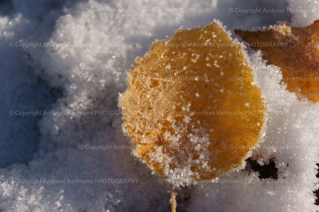 Birkenblatt im Schnee | Birkenblatt im Schnee - Realisiert mit Pictrs.com