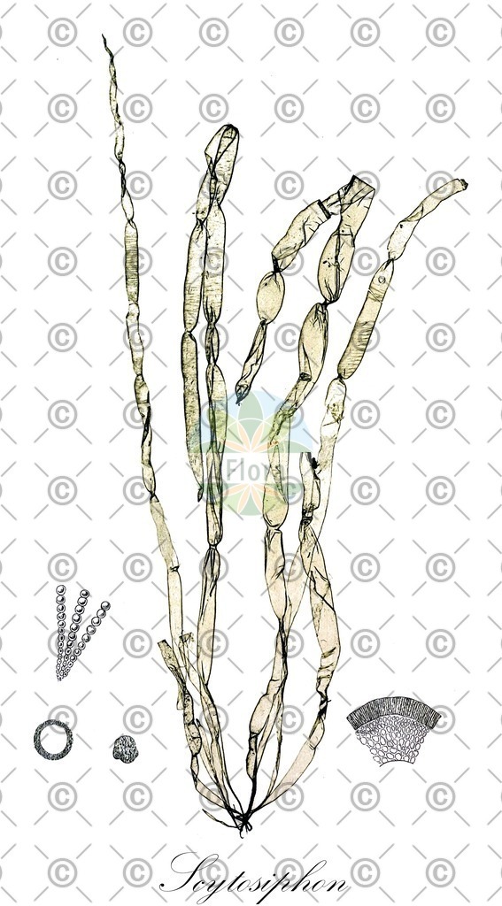 HistAbb_wfo-0000308947_1_ENZY_Simple | Historische Abbildung von Scytosiphon - Scytosiphonaceae (0) | Historical Illustration of Scytosiphon - Scytosiphonaceae (0)