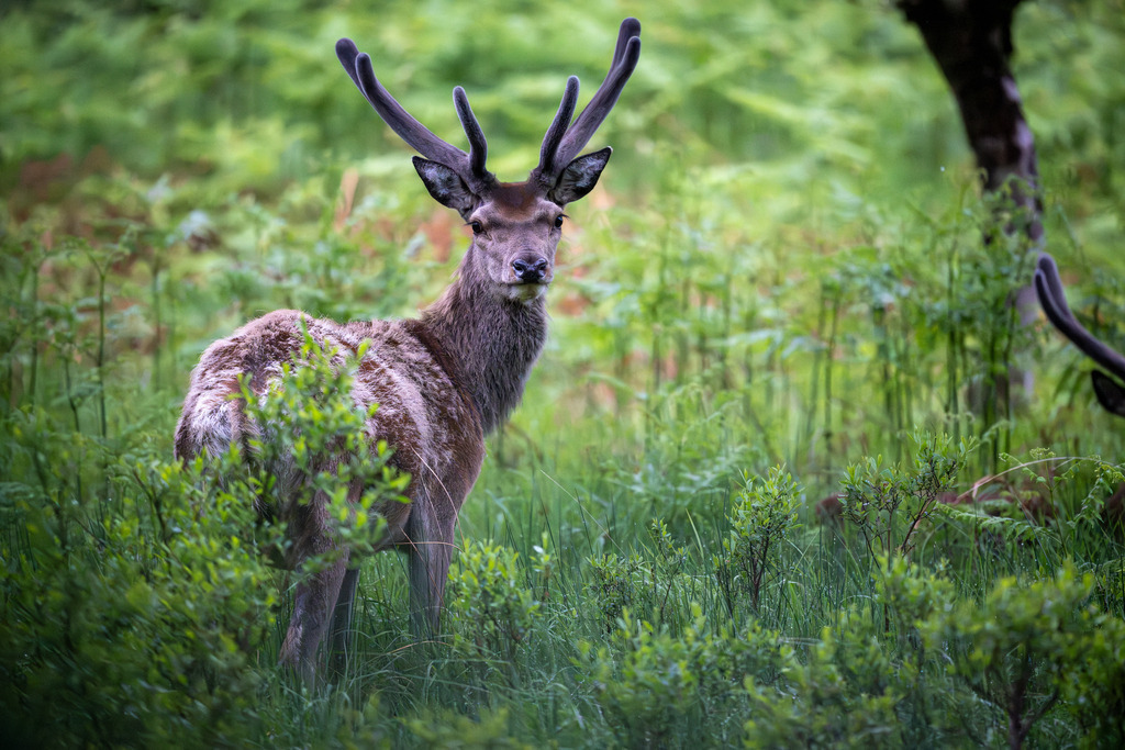 DSC_6519 | #deer;#isleofmull#georgebenjamin - Realisiert mit Pictrs.com