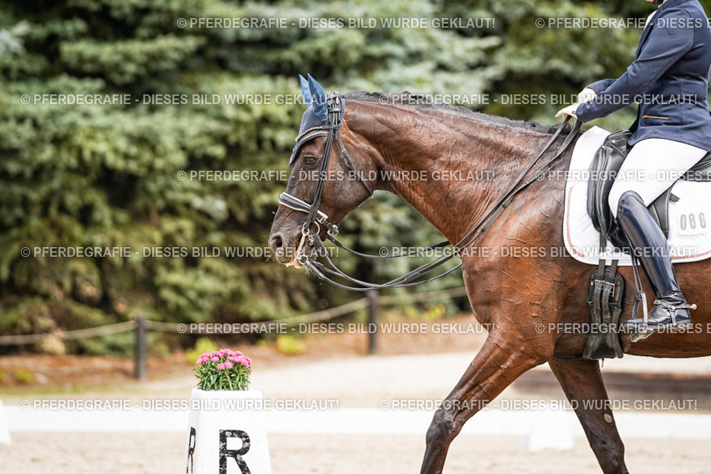 DSC05496 | Pferdegrafie