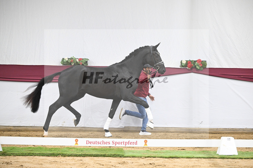 Kat-Nr. 51 Fuerst Samarant x De Niro_Mathieu Beckmann_47251906 | hf-fotografie - Realisiert mit Pictrs.com