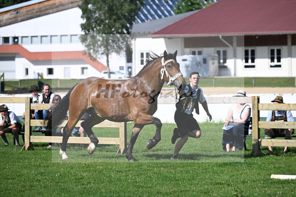 Kat-Nr. 4 Primel v. Rubino I_Gschmeissner_18250055 | hf-fotografie - Realizzato con Pictrs.com