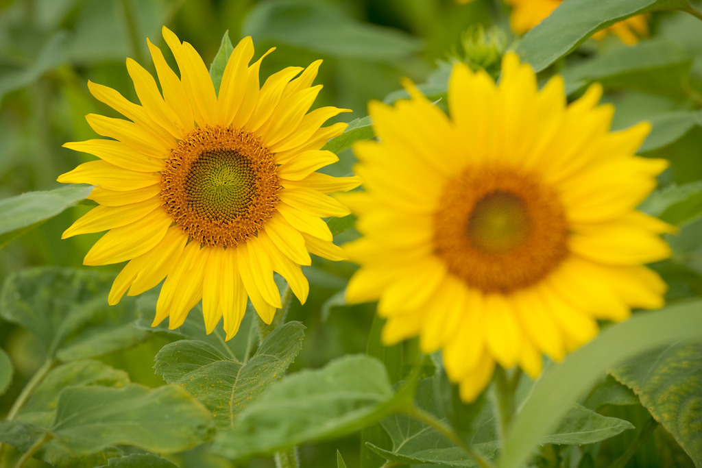 210804-525 | Europa, DEU, Deutschland, Baden-Wuerttemberg, Schwaebische Alb, Bissingen an der Teck, Sonnenblume (Helianthus annuus), Agrarlandschaft, Sonnenblumenfeld, Bluete, Bluetenkorb, Landwirtschaft, Landwirtschaftlich, Agrar, Agrarwirtschaft, Natur, Naturfoto, Naturfotos, Naturfotografie, Naturphoto, Naturphotographie, Landschaft, Landschaften, Landschaftsfoto, Landschaftsfotografie, Landschaftsphoto, Landschaftsphotographie, 

[Fuer die Nutzung gelten die jeweils gueltigen Allgemeinen Liefer-und Geschaeftsbedingungen. Nutzung nur gegen Verwendungsmeldung und Nachweis. Download der AGB unter http://www.image-box.com oder werden auf Anfrage zugesendet. Freigabe ist vorher erforderlich. Jede Nutzung des Fotos ist honorarpflichtig gemaess derzeit gueltiger MFM Liste - Kontakt, Uwe Schmid-Fotografie, Duisburg, Tel. (+49).2065.677997, ..archiv@image-box.com, www.image-box.com] - Realisiert mit Pictrs.com
