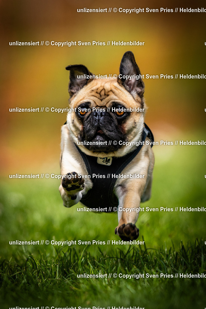 Sven Pries | 2025-04-13 - Hunderennen Baden-Baden - Realisiert mit Pictrs.com