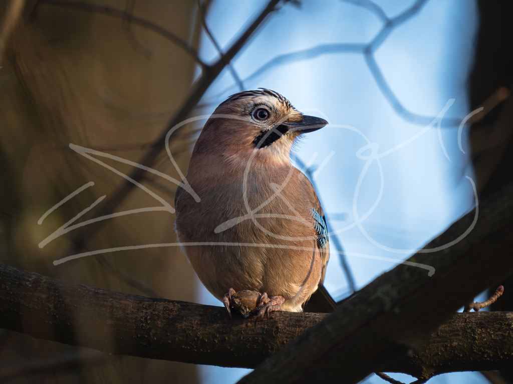 Eichelhäher1 | Naturschönheiten aus Deutschland. Pflanzen und Tiere, Insekten und Naturschauspiele. Alle schönen Details, die uns umgeben, fotografiert von Michi Moc.  - Realisiert mit Pictrs.com