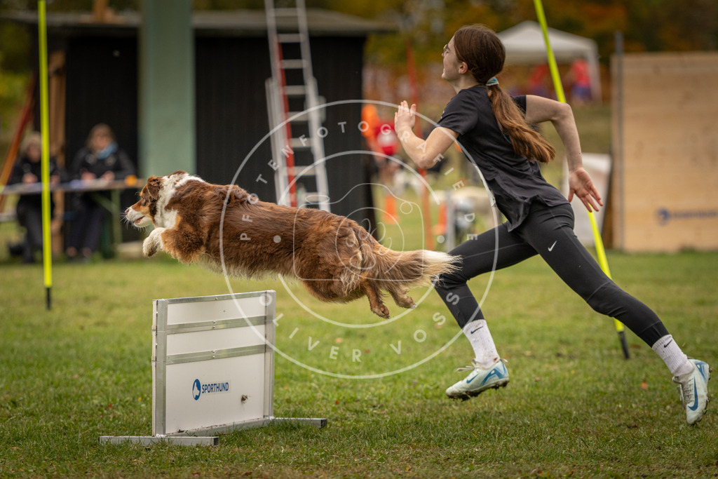 Pfotenfotografie_DV3A6202 | Hundefotografie, Tierfotograf, Pfotenfotografie, Fotoshooting Hund, Hunde Portrait, Hundesport, Hundeportraits, Heideshooting, Hunde, Sportfotograf, Hundefotograf, Turnierhundsport, THS,  - Realisiert mit Pictrs.com
