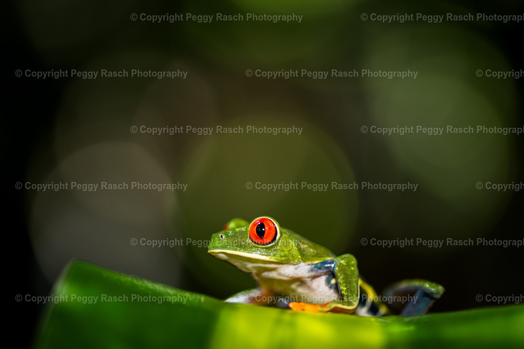 Frösche (9) | PeggyRaschPhotography - Realisiert mit Pictrs.com