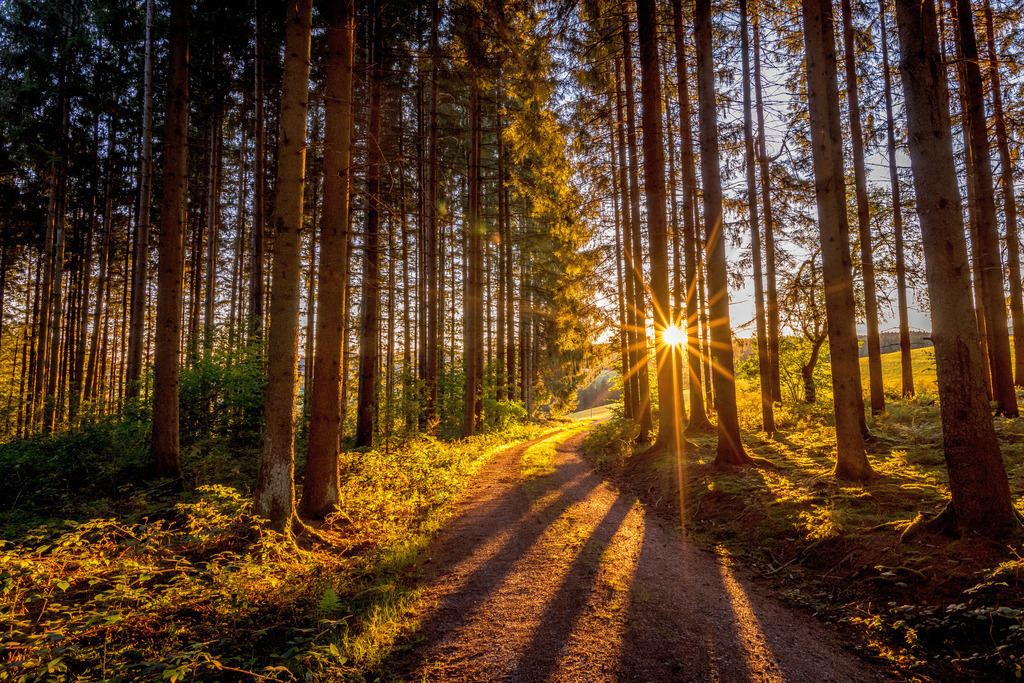 Immer der Sonne entgegen | Tiefstehende Sonne im Tannenwald - Realisiert mit Pictrs.com