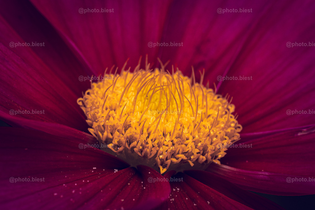 Goldschmuck | Eine goldgelbe Blüte des Schmuckkörbchens. - Realisiert mit Pictrs.com