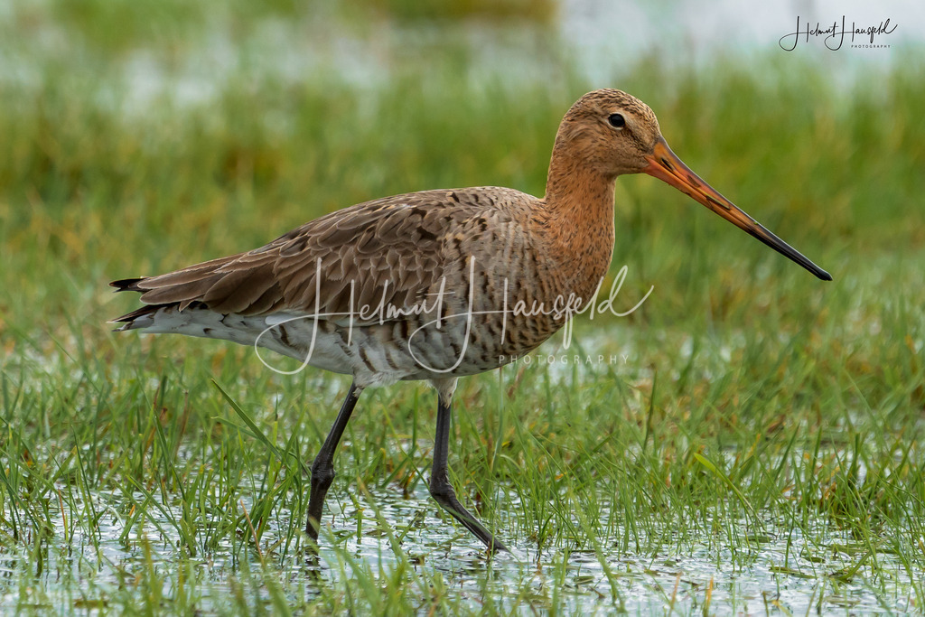 DSC03065 | Landschaftsfotografie, Naturfotografie - Realisiert mit Pictrs.com