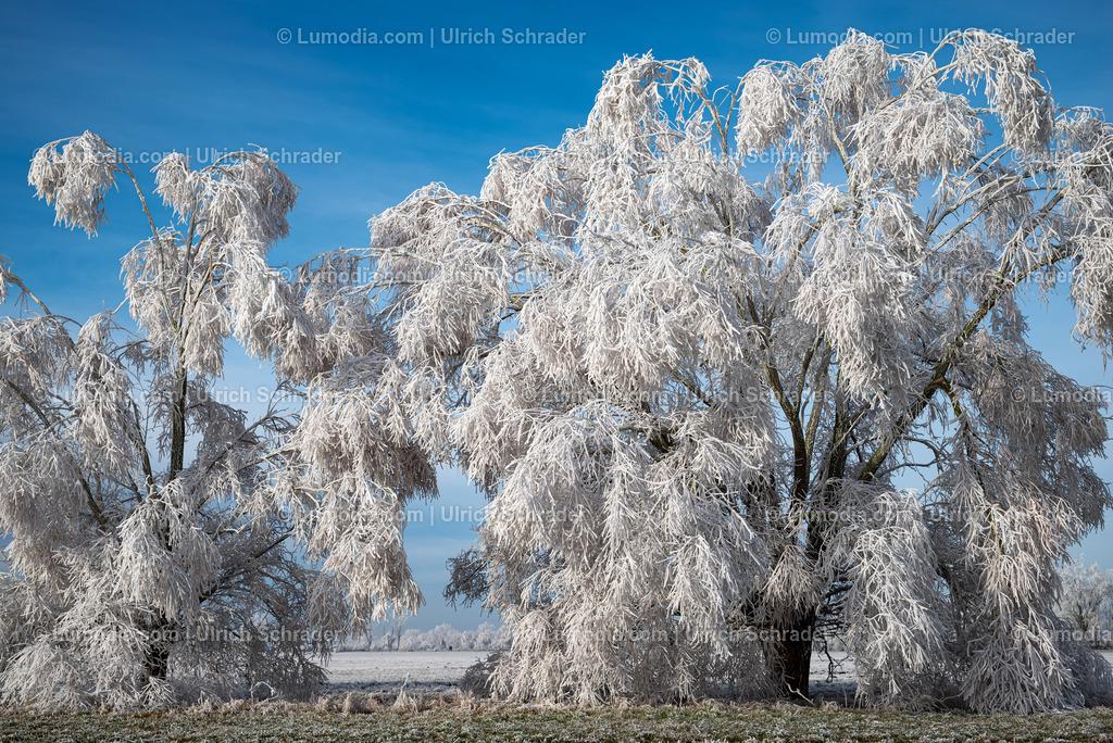 10049-13495 - Winterzauber im Großen Bruch | Stockfoto und Bilderpool mit Bildmaterial aus Deutschland, dem Harz, Halberstadt, Quedlinburg, Wernigerode und weltweit. Qualitativ hochwertige und professionelle Fotos anschauen und kaufen. - Realisiert mit Pictrs.com