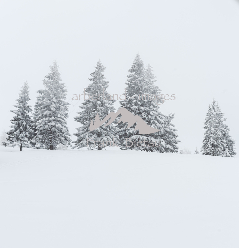 0Z5A3334-Pano | im Frost erstarrte Nadelbäume im Bergwald