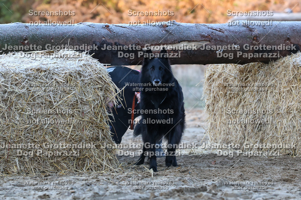 Dog Paparazzi - Strongdog 10-25-405 | Dog Paparazzi Jeanette Grottendiek Fotografie & Videografie - Realisiert mit Pictrs.com