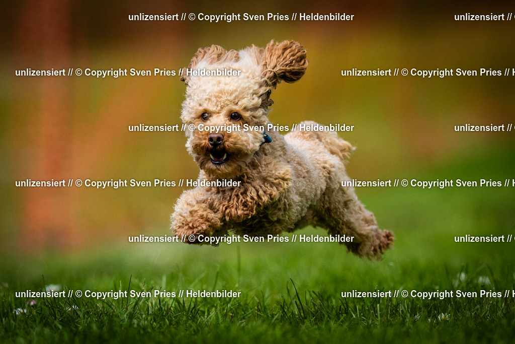 Sven Pries | 2025-04-13 - Hunderennen Baden-Baden - Realisiert mit Pictrs.com