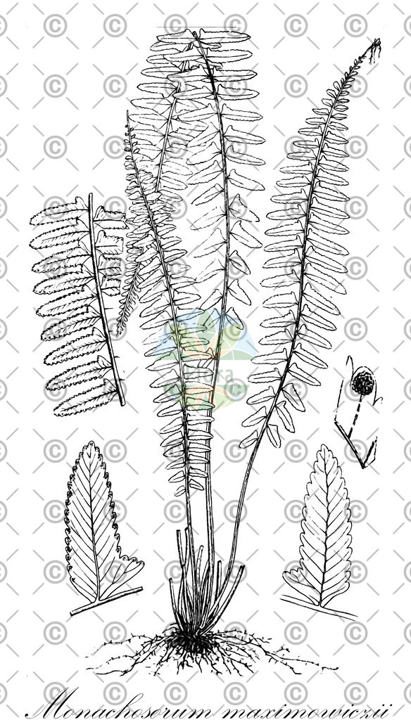 HistAbb_63BPC_1_ENZY_Simple | Historische Abbildung von Monachosorum maximowiczii - Dennstaedtiaceae | Historical Illustration of Monachosorum maximowiczii - Dennstaedtiaceae