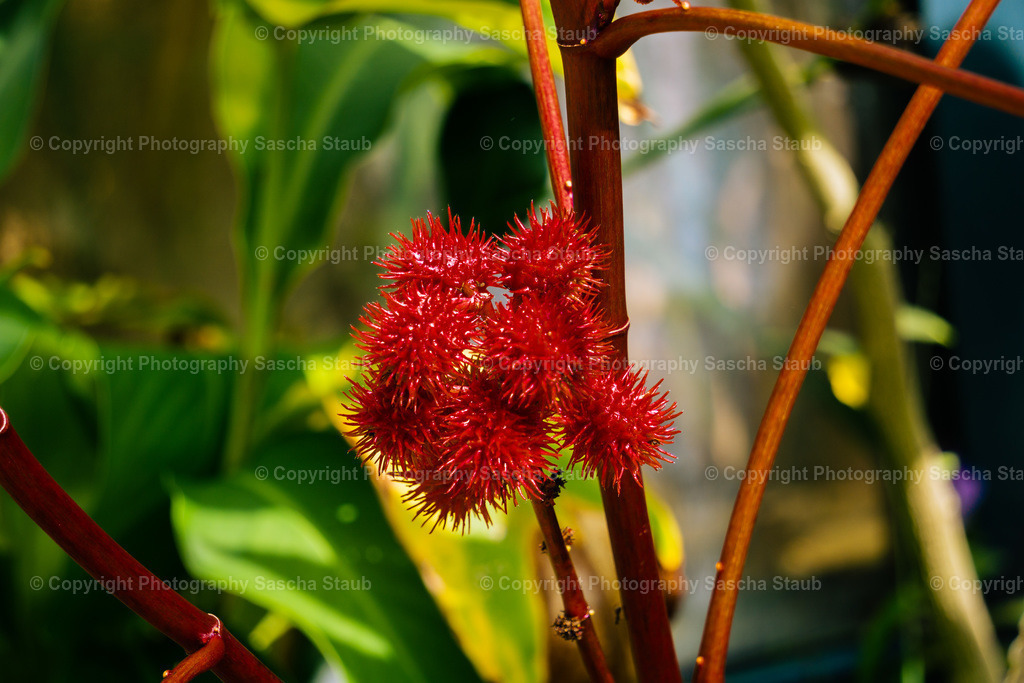 Rote Früchte des Wunderbaums - Ricinus communis | Willkommen im Shop von Photography Sascha Staub. Hier findest du alle Fotos und Medieninhalten von Sascha Staub. In diesem Shop kannst du Lizenzen zu den Fotos, Drucke und Gutscheine für den Shop erwerben.  - Realisiert mit Pictrs.com