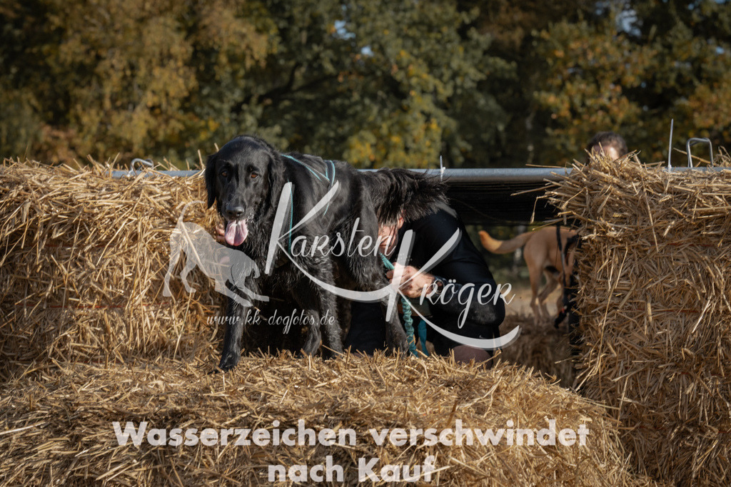 1032_ZZ98638 | kk-dogfotos
