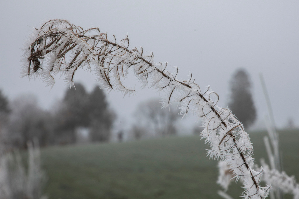 Raureif_Weisten_101222_29 | Bildergalerie von Sport-Ereignissen aber auch von weiteren spannenden Dingen - nicht nur vom Niederrhein. In Anlehnung an den bekannten Spruch von Hanns Dieter Hüsch heißt das Motto: "Niederrhein ist überall".  - Realisiert mit Pictrs.com