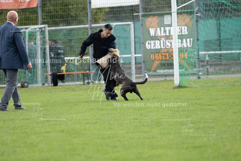 _16A7142 | Einzigartige Fotos von Hunden & Menschen –Actionfotos, Portraits, Vereinsaufnahmen & Paarshootings – authentisch, lebendig & mit Herz.