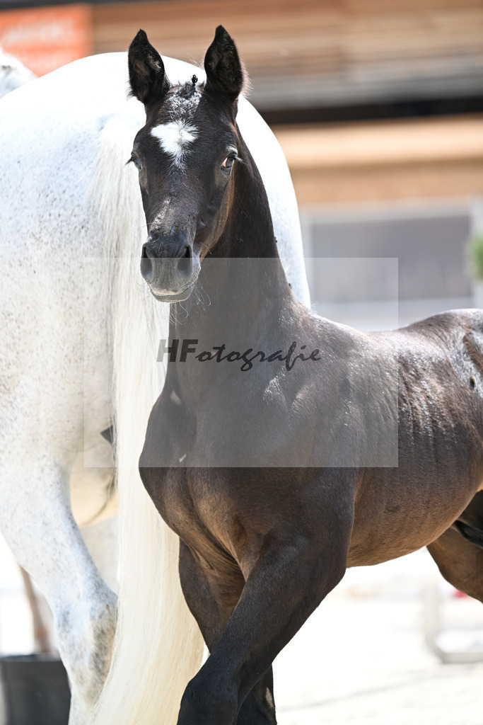 Kat-Nr. 316 Vatson Sitte x Cornado I_HF_Kunze_21250402 | hf-fotografie - Realizzato con Pictrs.com