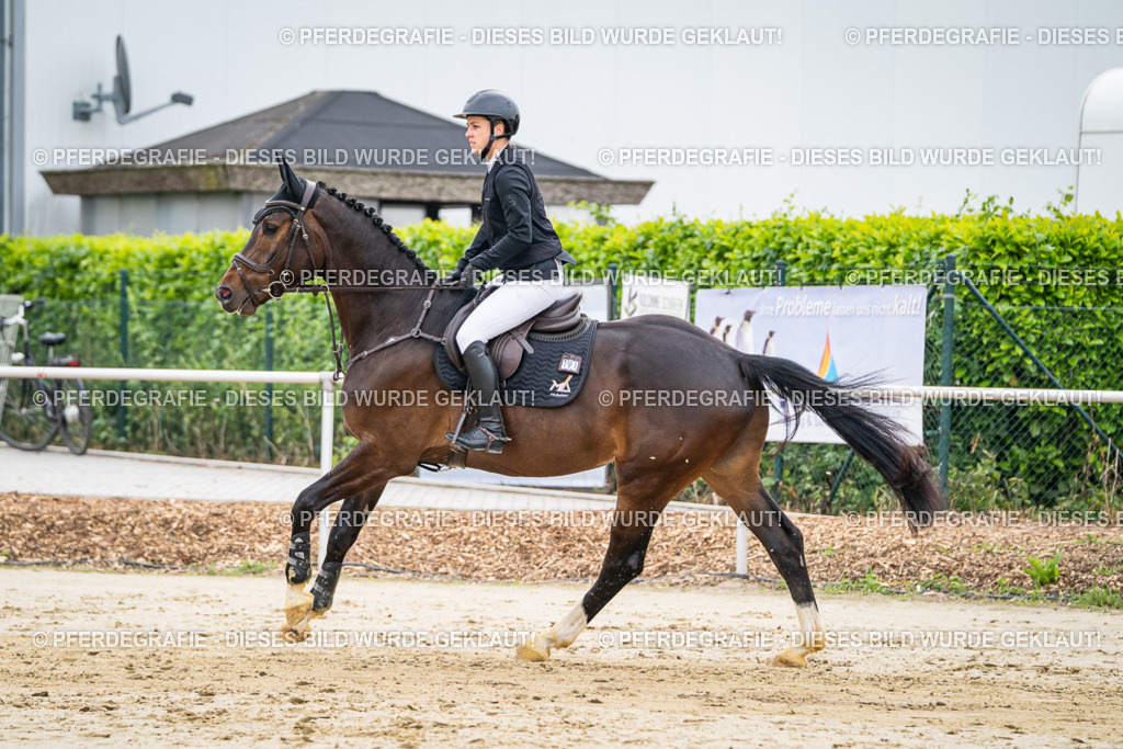 DSC09786 | Pferdegrafie